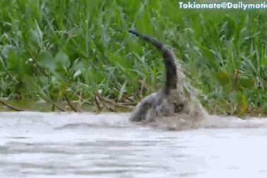 Kinh hoàng cảnh báo đốm lặn xuống sông để “săn” cá sấu