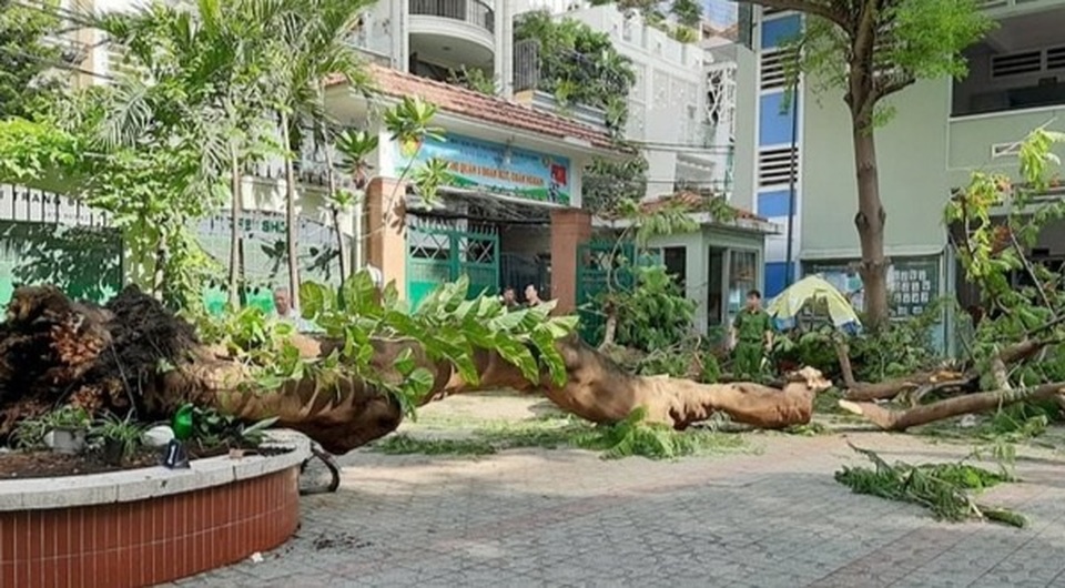 “Mẹ ơi, trường con chặt cây phượng mất rồi” - 1 “Mẹ ơi, trường con chặt cây phượng mất rồi” - 1