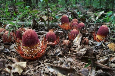 Phát hiện "cây ma cà rồng" cực hiếm