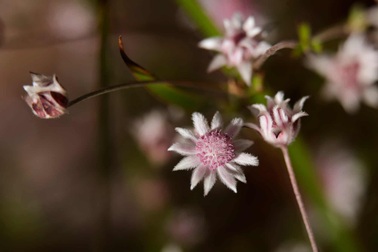 Độc đáo loài hoa chỉ xuất hiện sau những vụ cháy rừng
