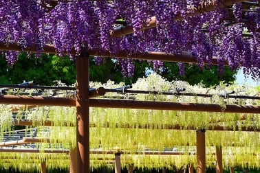 Tháng 4, ngắm hoa tử đằng ở những nơi đẹp nhất Nhật Bản