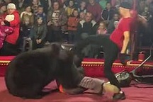 Video gấu nặng 270 kg bất ngờ vồ người huấn luyện khi trình diễn