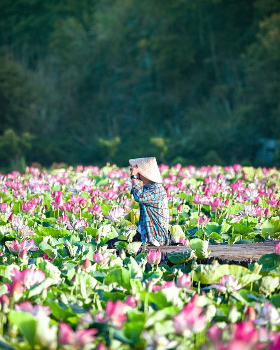 Đầm sen kỳ lạ nở tới tận mùa Đông dưới chân núi Ngọa Long - 4 Đầm sen kỳ lạ nở tới tận mùa Đông dưới chân núi Ngọa Long - 4