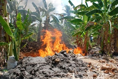 Tiêu hủy đàn heo dương tính với chất tạo nạc