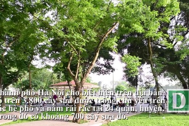 Cây sưa đỏ ở Hà Nội được bọc khung thép bảo vệ