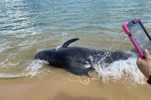 Giải cứu cá heo mắc cạn trên bờ biển Quảng Ngãi