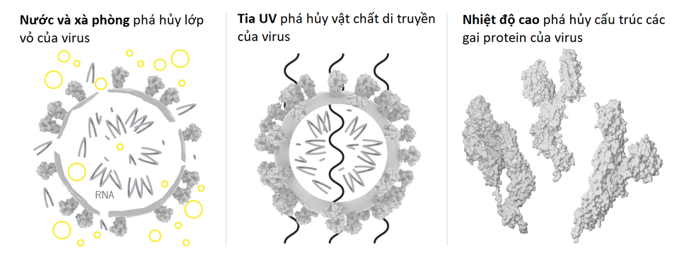 Cấu trúc của virus SARS-CoV-2 cho biết điều gì về điểm mạnh yếu của nó? - 4 Cấu trúc của virus SARS-CoV-2 cho biết điều gì về điểm mạnh yếu của nó? - 4