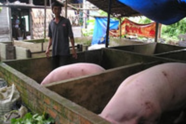 Phao tin dịch bệnh để ép giá mua heo