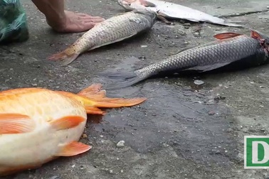 Hà Nội: Cá to chết hàng loạt ở hồ Hoàng Cầu