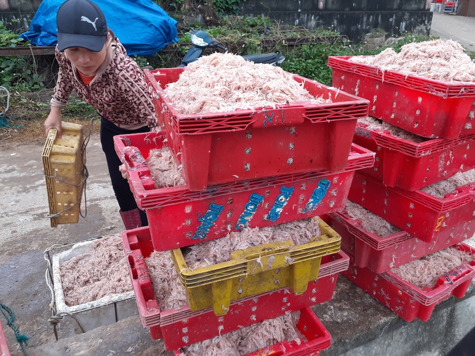 Trúng mẻ ruốc biển, ngư dân kiếm cả chục triệu đồng mỗi ngày - 9 Trúng mẻ ruốc biển, ngư dân kiếm cả chục triệu đồng mỗi ngày - 9