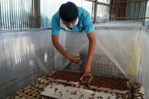 Khởi nghiệp thành công từ một... ổ dế được cho