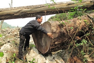 Lâm tặc hạ 13 cây cổ thụ với khối lượng trên 30m3
