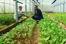 Lão nông bỏ 500 triệu đồng lên núi làm nhà kính trồng rau công nghệ cao