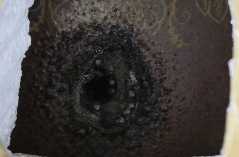 Chàng trai rước loài ong tí hon về nhà nuôi không ngờ thu bạc triệu - 1 Chàng trai rước loài ong tí hon về nhà nuôi không ngờ thu bạc triệu - 1