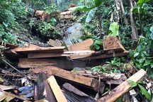 4 người rủ nhau lên rừng phòng hộ xẻ cây gỗ quý về làm nhà