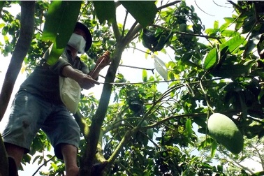 Hậu Giang: Chăm sóc xoài thuê- nghề mới cho thu nhập ổn định