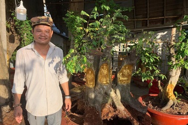 Độc đáo người đàn ông ở Cần Thơ dát vàng lên gốc cây