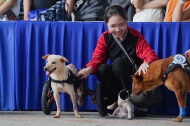 Giao lưu “chiến binh sắt”, dấu ấn đặc biệt tại Ngày hội Sinh vật cảnh TPHCM