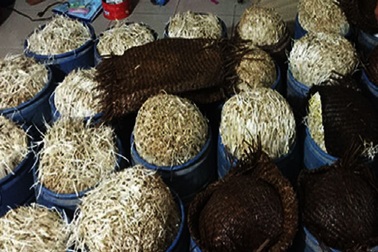 Hóa chất ủ giá đỗ độc hại như thế nào?