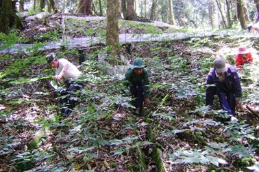 Lập đề án bảo tồn và phát triển sâm Ngọc Linh