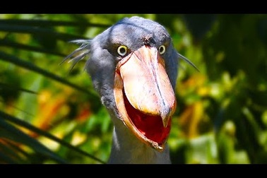 Cò "khủng" ăn cá sấu, rắn, rùa