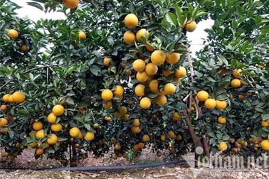 Trên những quả đồi vàng rực, "đại gia" đổ về, dân thu 2.300 tỷ đồng