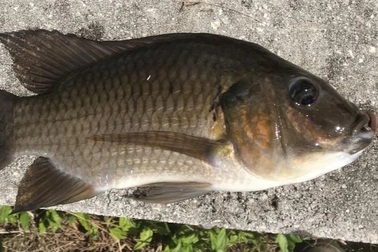 Nơi khuyến khích người dân ăn cá rô phi xâm lấn để tiêu diệt bằng sạch