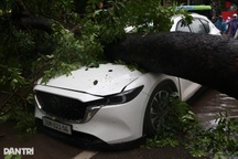 16 người thương vong do bão Kajiki