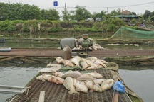Hàng trăm tấn cá chết ở Hải Dương: Cá không bị bệnh