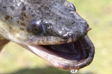 Giải mã bí ẩn lớn của nước Úc hoang dã