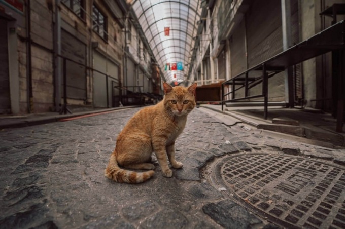 Mèo là linh vật ở TP. Istanbul, Thổ Nhĩ Kỳ.