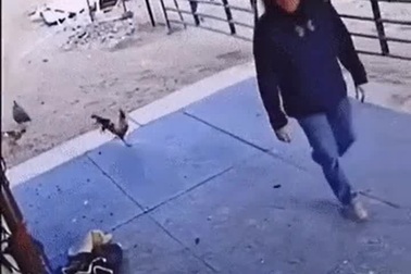 Gà trống hung hăng phải lĩnh bài học thích đáng