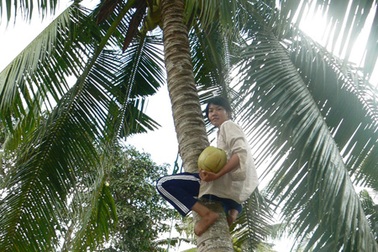 Cô học trò chuyên nghề "đội dưa, hái dừa"