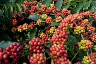 Cà phê được giá, nông dân Tây Nguyên trúng lớn mùa "vàng nâu"