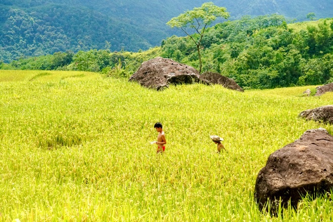 Rực rỡ mùa vàng trên đỉnh Pù Luông - 3 Rực rỡ mùa vàng trên đỉnh Pù Luông - 3