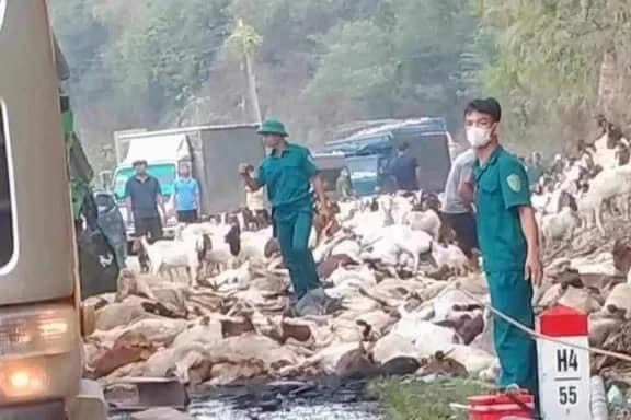 Cả trăm con dê chết và bị thương vì lật xe tải, người dân mua giải cứu - 1