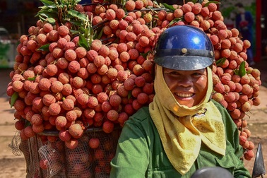 Vải thiều Bắc Giang vào chính vụ