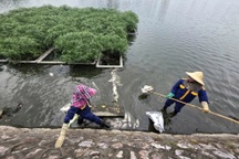 Hà Nội thu gom cá chết ở hồ Trúc Bạch