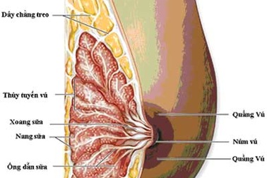 Tạm dừng ghép tế bào gốc điều trị ung thư vú tại BV Ung bướu Nghệ An
