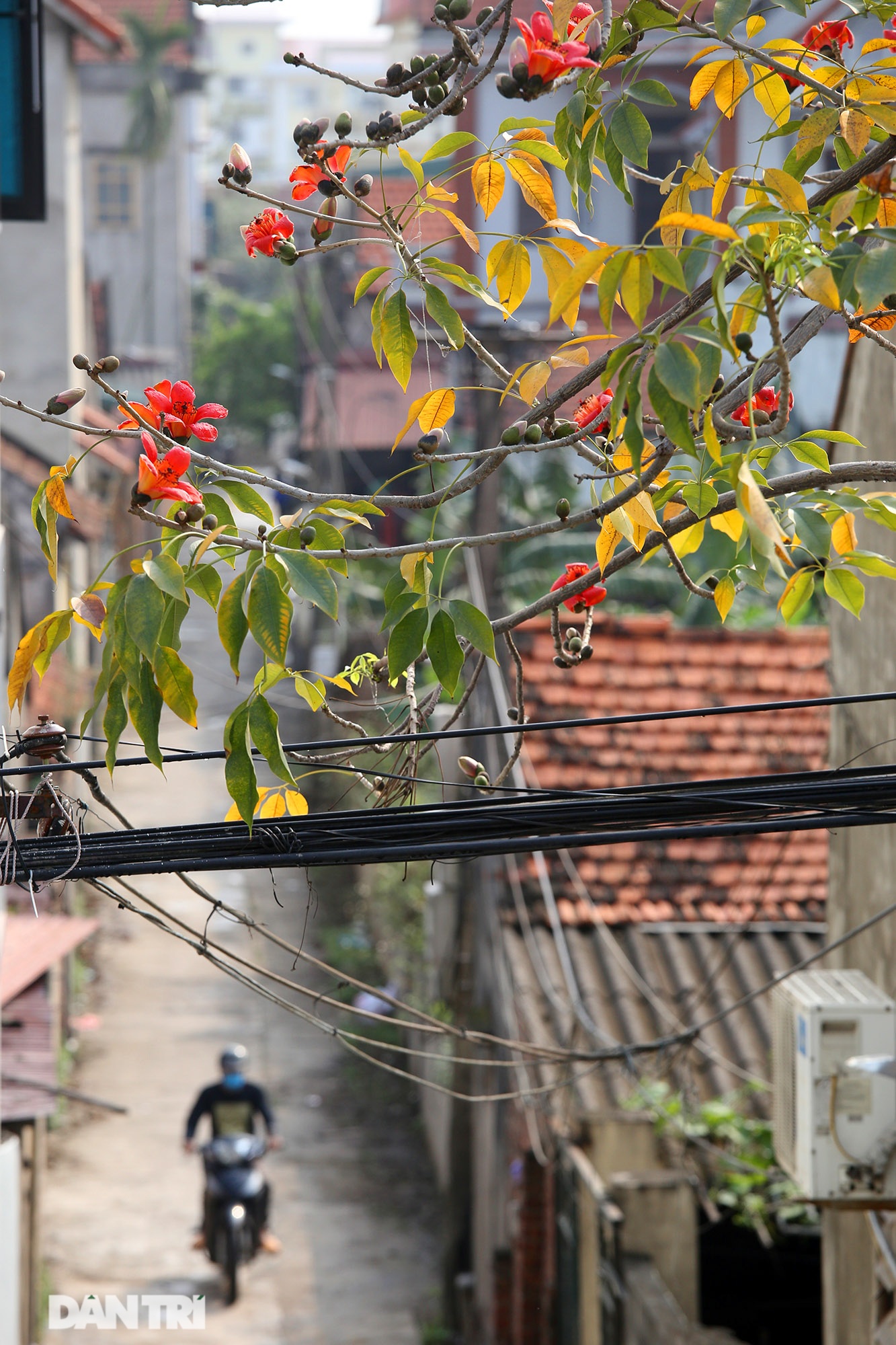 Hoa gạo nở đẹp sâu lắng vùng ngoại thành Hà Nội - 6 Hoa gạo nở đẹp sâu lắng vùng ngoại thành Hà Nội - 6