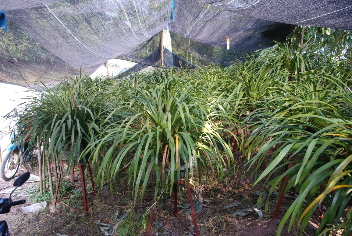 Sơ tán hàng nghìn chậu hoa quý ở Sa Pa xuống núi tránh rét hại - 2 Sơ tán hàng nghìn chậu hoa quý ở Sa Pa xuống núi tránh rét hại - 2