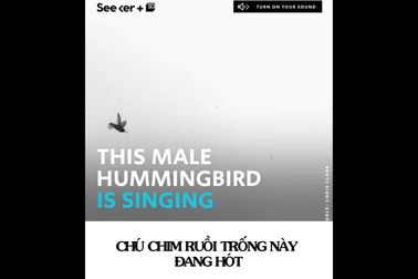 Xem chim ruồi trống dùng “mánh khóe” để tán tỉnh bạn tình