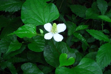 Vườn rau diếp cá của nội