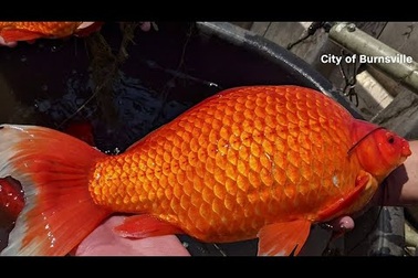 Kinh ngạc với cá vàng to "đột biến" khi thả ra hồ