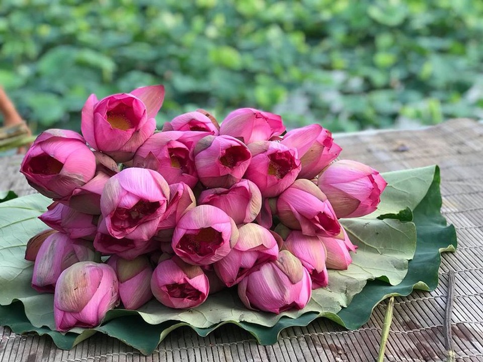 Mùa của những người yêu sen - 14 Mùa của những người yêu sen - 14