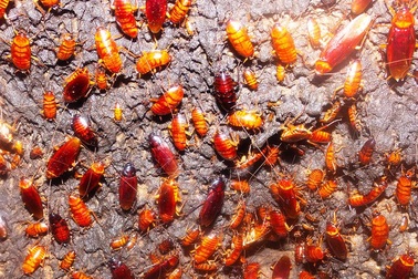 Gián có thể sống sót sau chiến tranh hạt nhân?