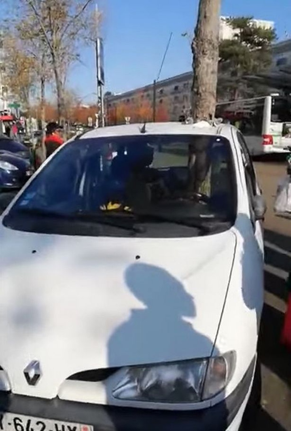 Bí ẩn cây sừng sững đâm xuyên nóc xe ô tô - 2