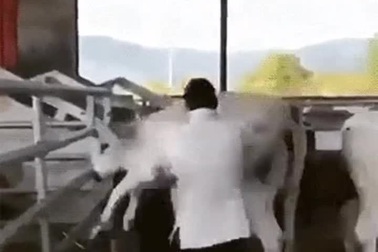 Bò con xông vào bảo vệ khi thấy mẹ bị bắt nạt