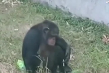 Tinh tinh cái trong sở thú hút thuốc lá