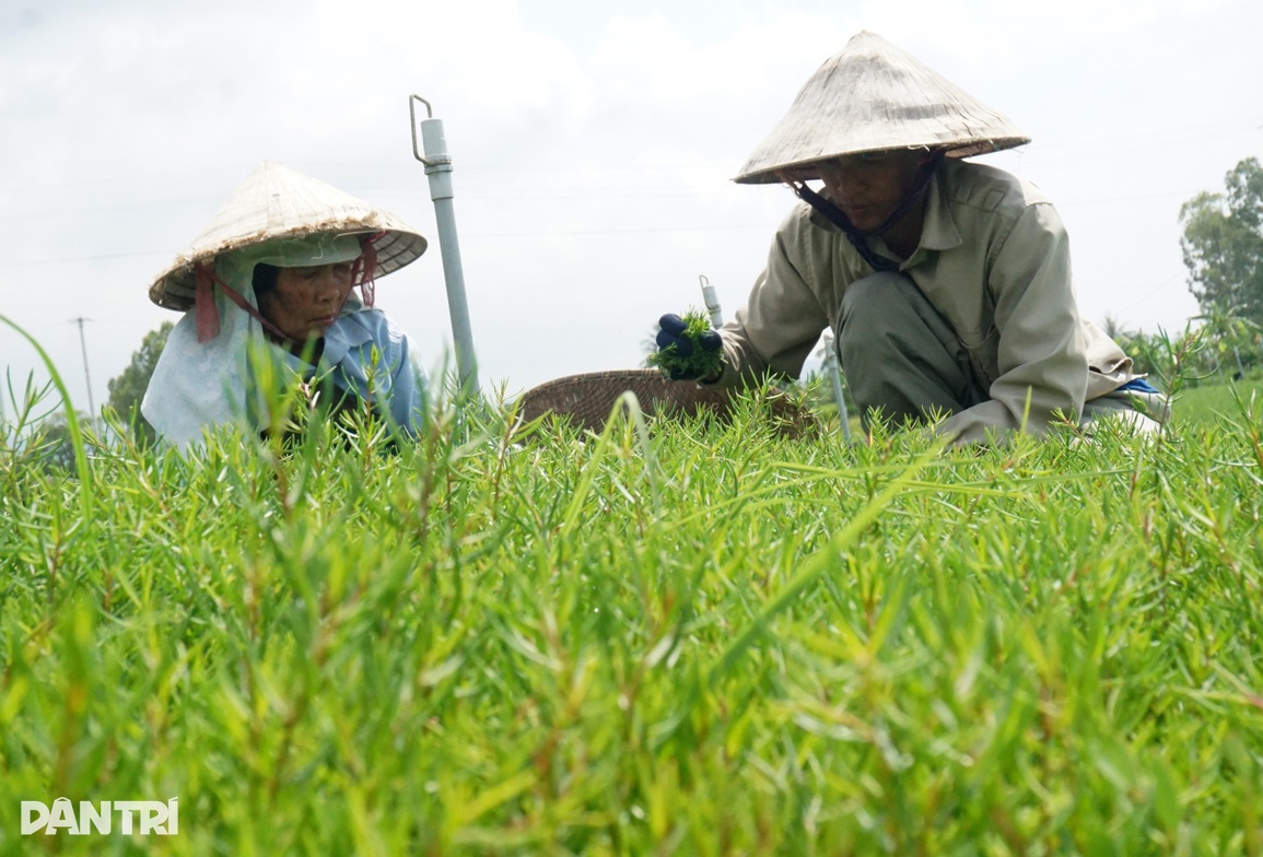 Đưa rau dại ngoài bờ biển vào vườn, cắt ngọn bán thu tiền triệu mỗi ngày - 5 Đưa rau dại ngoài bờ biển vào vườn, cắt ngọn bán thu tiền triệu mỗi ngày - 5
